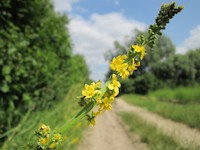 Řepík lékařský a jeho léčivé vlastnosti